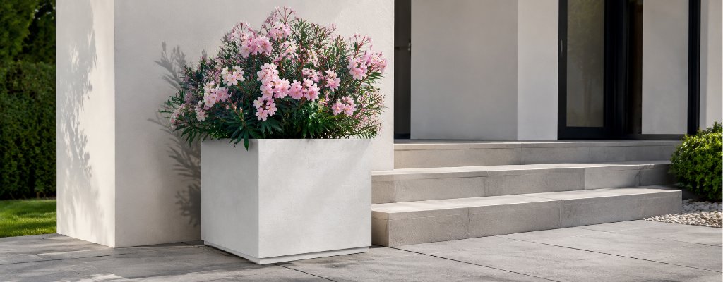 Weiße Betonpflanzkübel Cristina mit üppig blühendem, hellrosa Oleander vor den Stufen eines modernen Hauses auf grauem Pflaster.