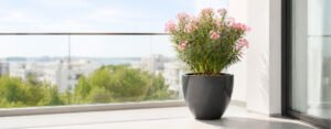 Blog 55 Schwarzer Pflanzkübel Sofia aus Fiberglas mit blühendem rosa Oleander auf einem hellen, modernen Balkon