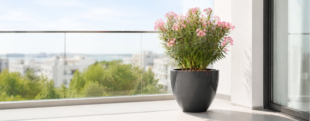 Schwarzer Pflanzkübel Sofia aus Fiberglas mit blühendem rosa Oleander auf einem hellen, modernen Balkon